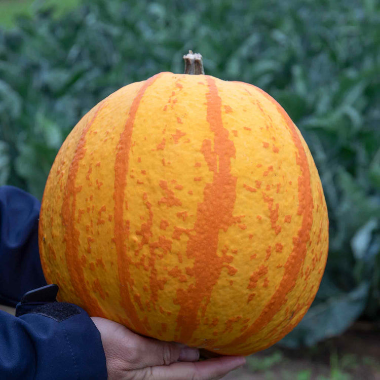 Pumpkin 'Halloween Collection'