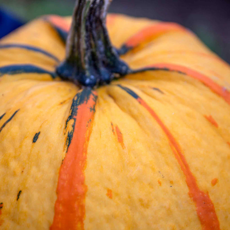 Pumpkin 'Fireball'