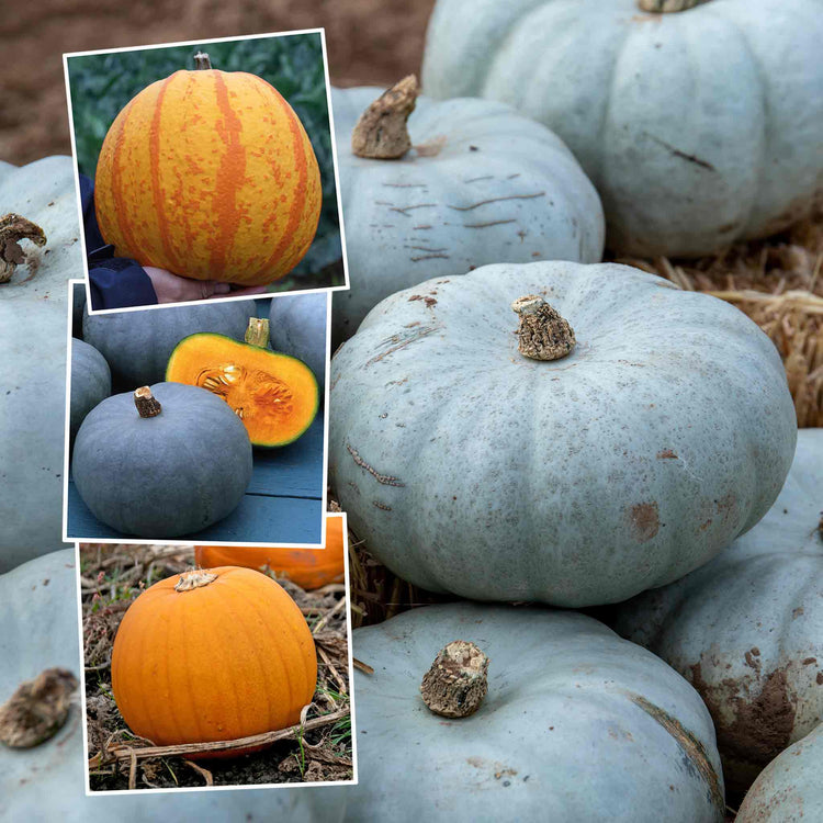 Pumpkin 'Halloween Collection'