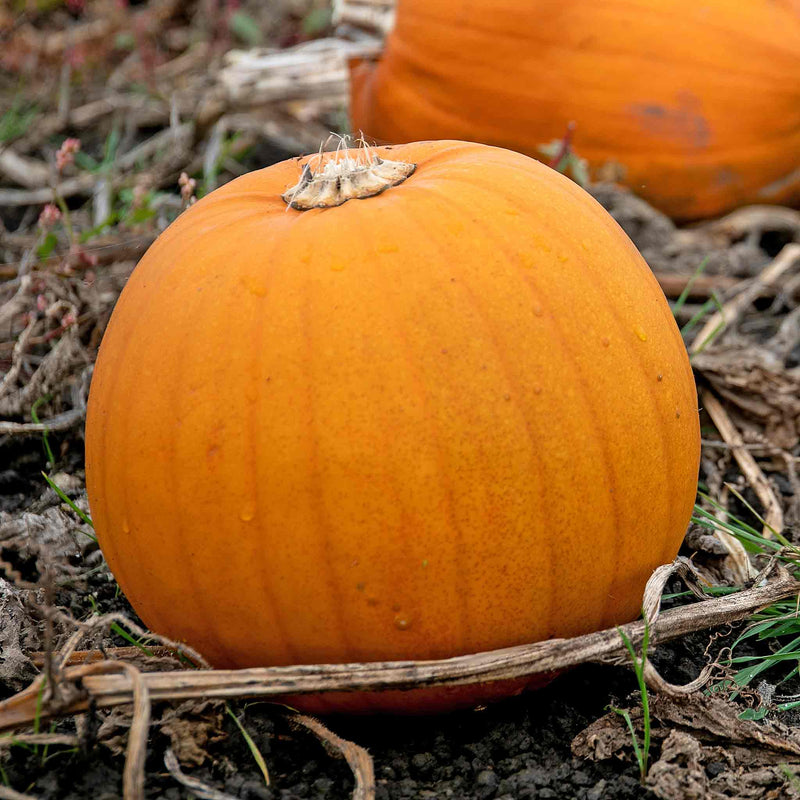 Pumpkin 'Jack Of All Trades'