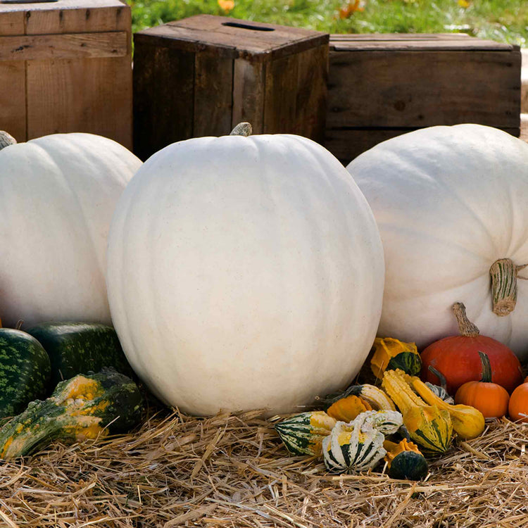 Pumpkin Seeds 'Polar Bear' F1