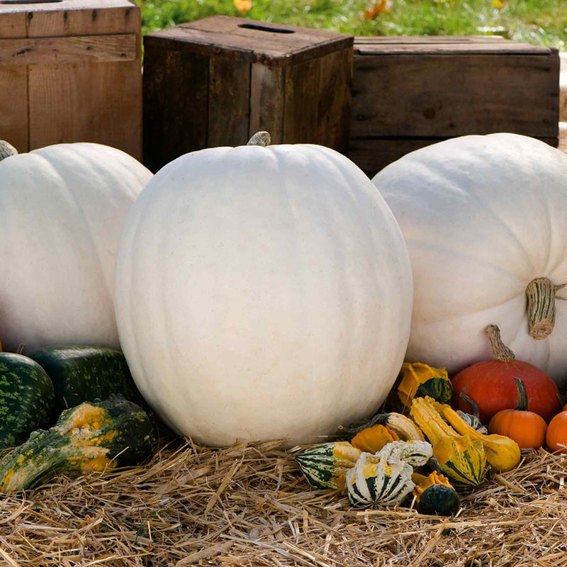 Pumpkin Seeds 'Polar Bear' F1