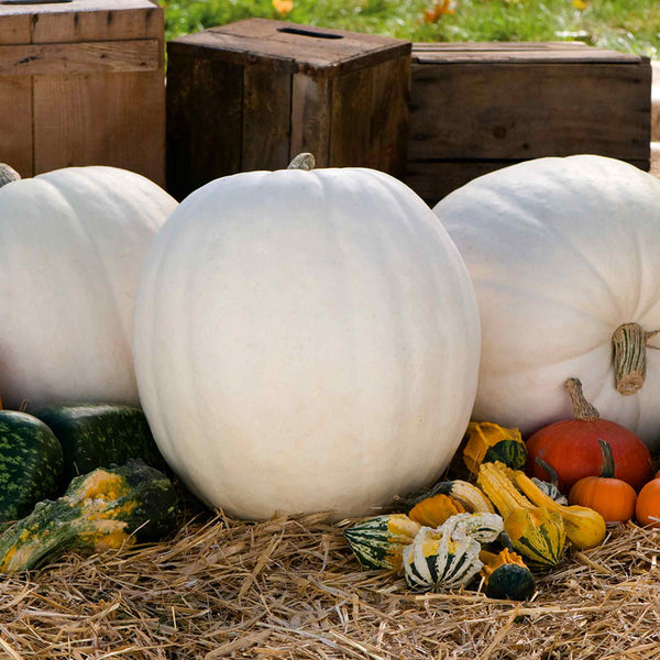 Pumpkin Seeds 'Polar Bear' F1
