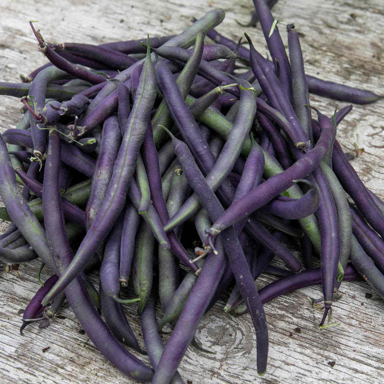 French Bean 'Climbing Cosse Violette'
