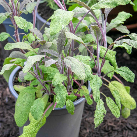 Sage 'Purple Salvia Officinalis Purpurascens'