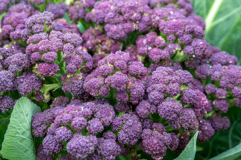 Your Guide to Transplanting