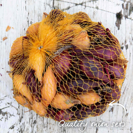 Autumn Planting Red & White Onion Mix