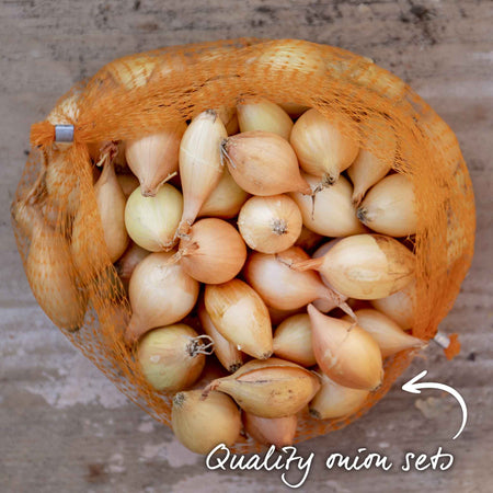Onion ‘Autumn Champion’ (Autumn Planting)