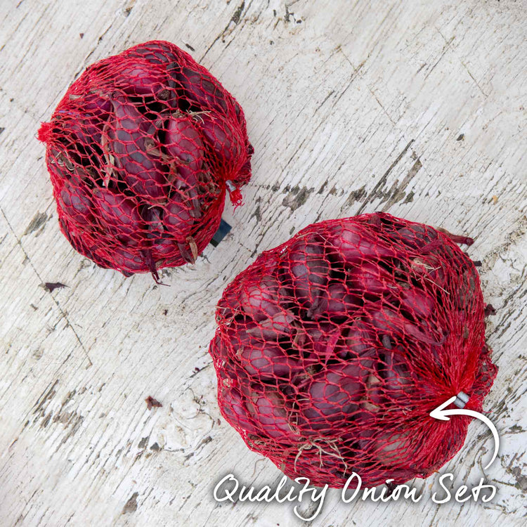 Onion ‘Red Baron’ (Autumn Planting)