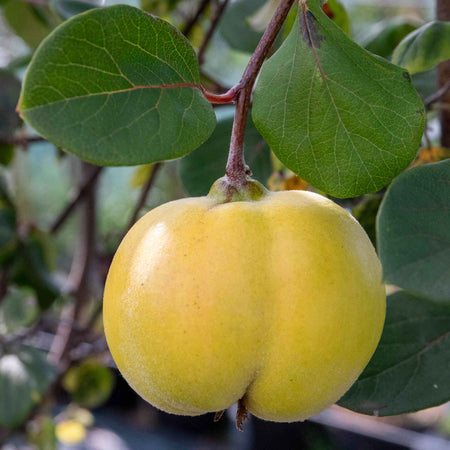 Quince 'Serbian Gold'