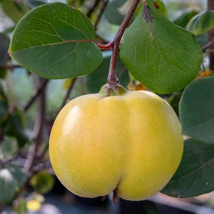 Quince 'Serbian Gold'