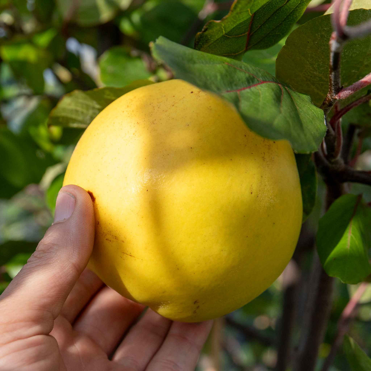 Ripe golden-yellow Serbian Gold quince growing on the tree.