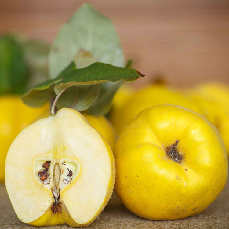 Quince 'Serbian Gold'