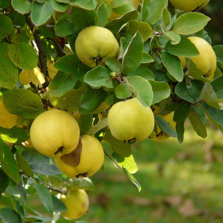 Quince 'Serbian Gold'