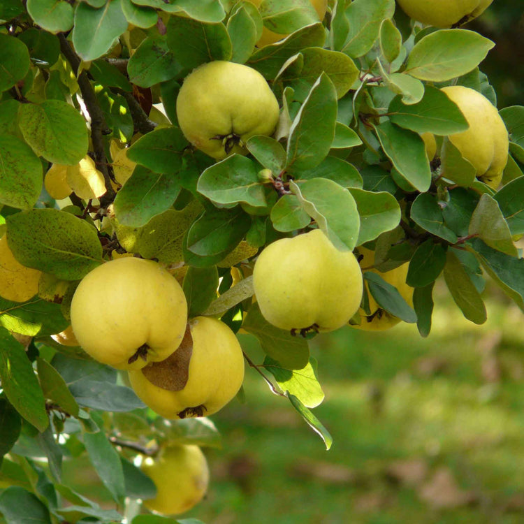 Quince 'Serbian Gold'