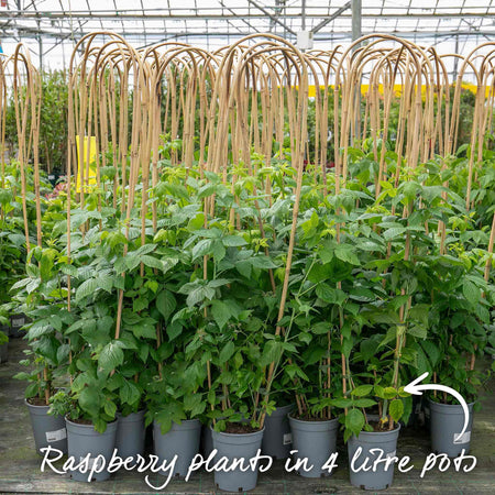 Raspberry 'Tulameen'