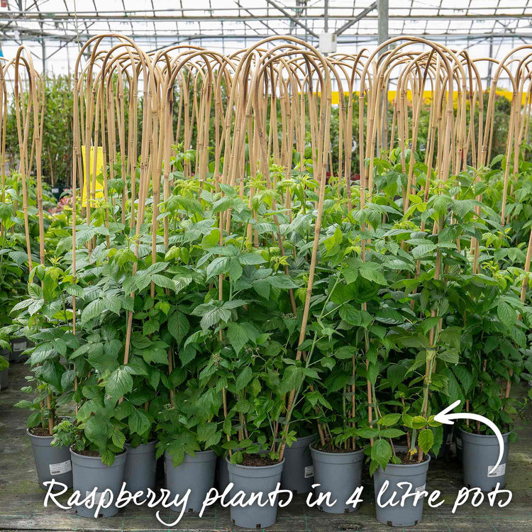 Raspberry 'Tulameen'