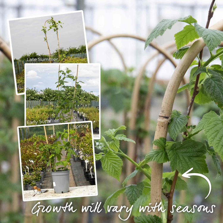 Thornless Raspberry 'Autumn Treasure'