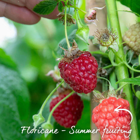 Raspberry 'Cascade Delight'