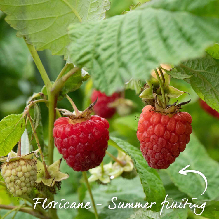 Raspberry 'Continuity Collection'