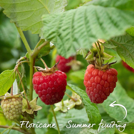 Raspberry 'Glen Ample'