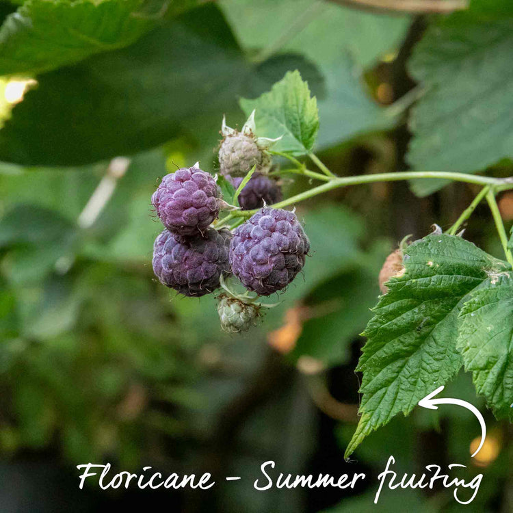 Thornless Raspberry 'Glen Coe'