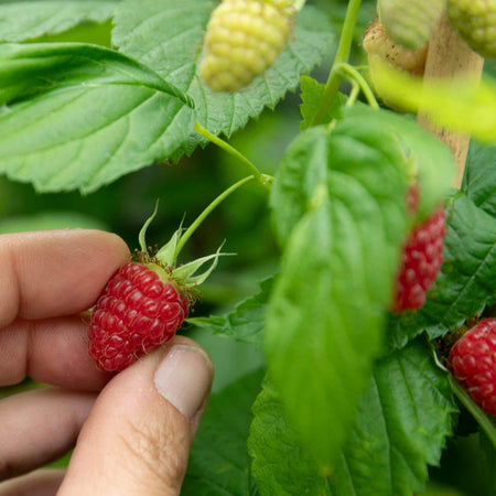 Thornless Raspberry 'Glen Mor'