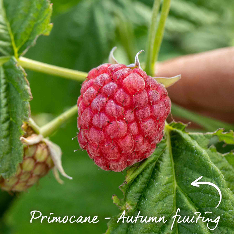 Thornless Raspberry 'Joan J'
