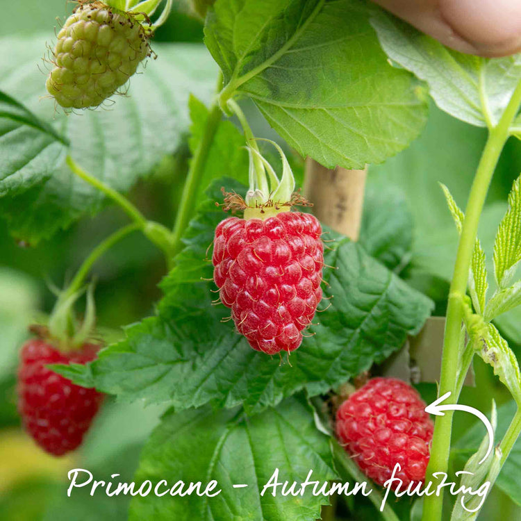 Primocane Raspberry Award Winning Collection