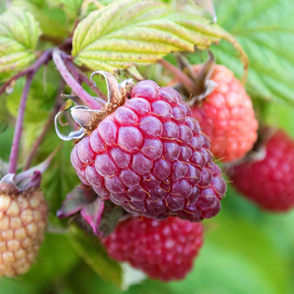 Raspberry 'Polka'