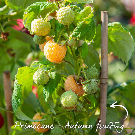 Raspberry 'All Gold'