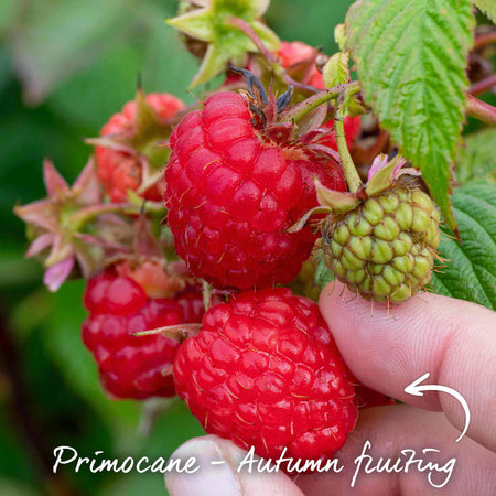 Primocane Raspberry Award Winning Collection