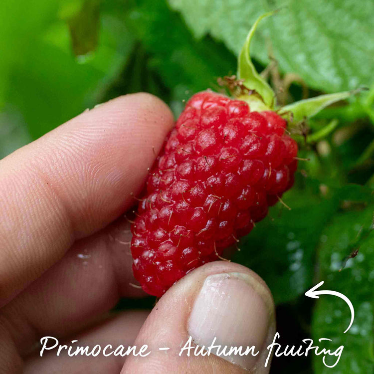 Thornless Raspberry 'Autumn Treasure'