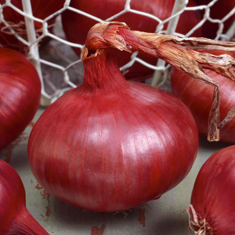 Onion ‘Red Baron’ (Autumn Planting)