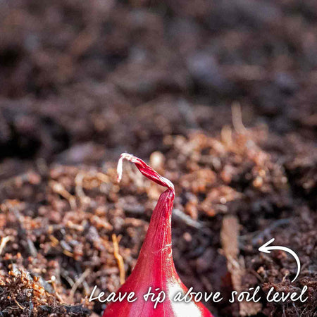 Onion ‘Red Winter’ (Autumn Planting)