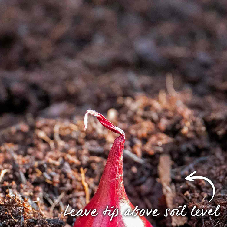Onion ‘Red Winter’ (Autumn Planting)