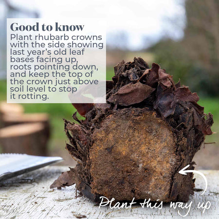 Rhubarb 'Goliath'
