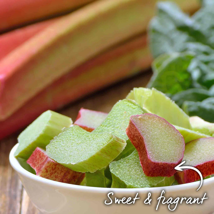 Rhubarb 'Timperley Early'
