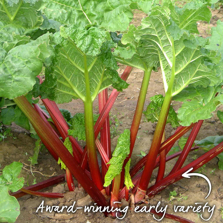 Rhubarb 'Timperley Early'