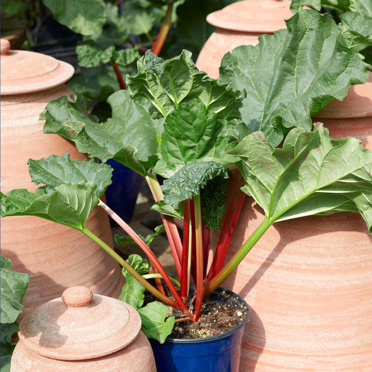 Rhubarb Collection