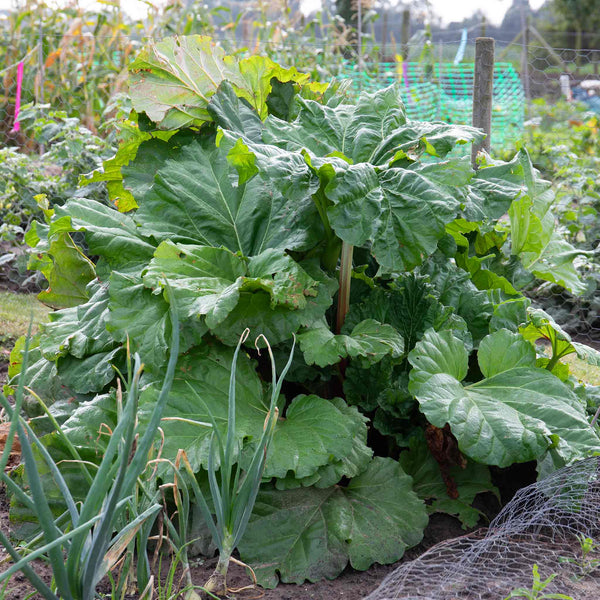 Rhubarb 'Goliath'