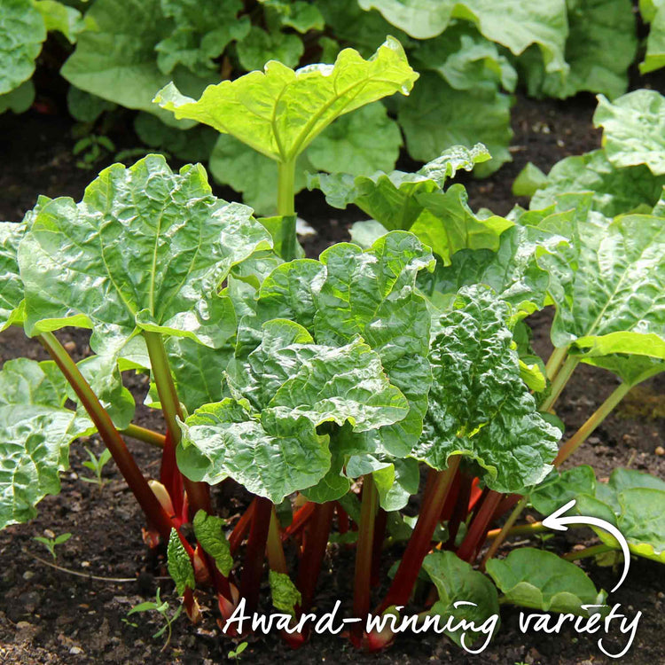 Rhubarb 'Raspberry Red'