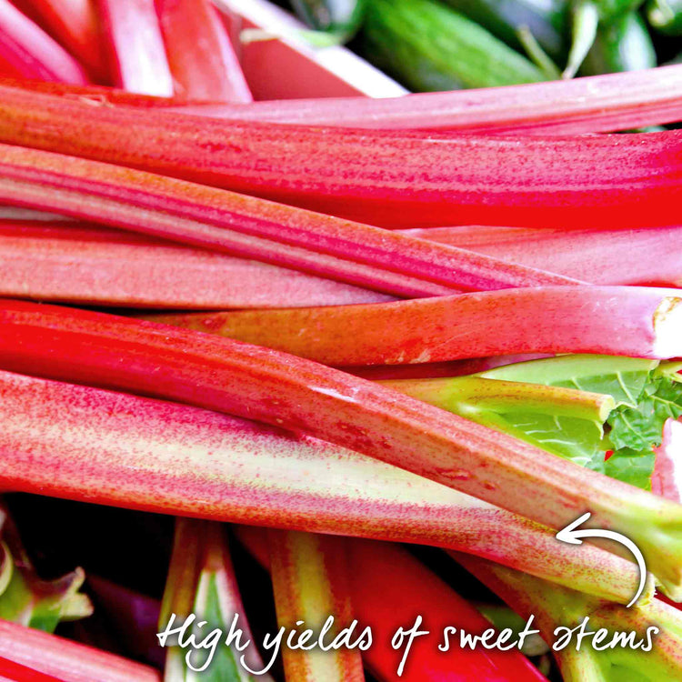 Rhubarb 'Raspberry Red'