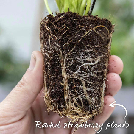 Everbearing Strawberry  'Malling Champion'