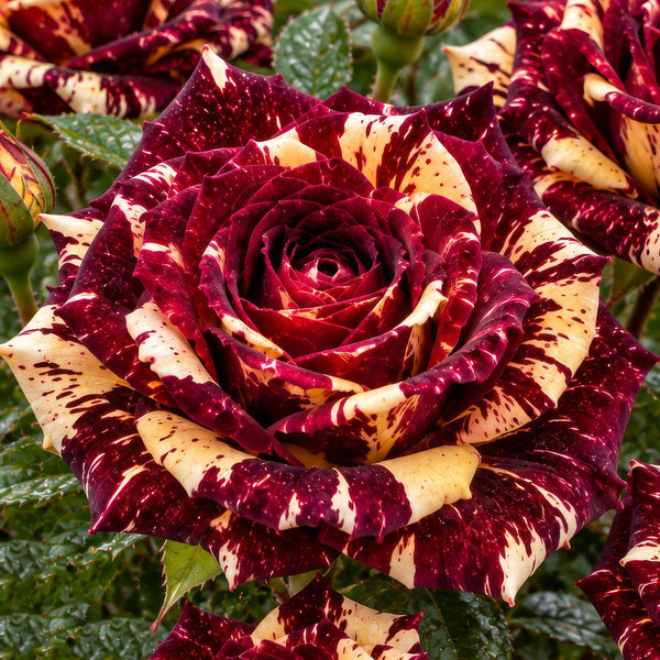 Rose ‘Abracadabra’ (Floribunda)