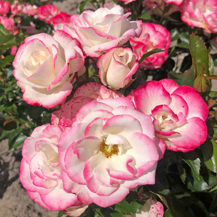 Rose of the Year Collection