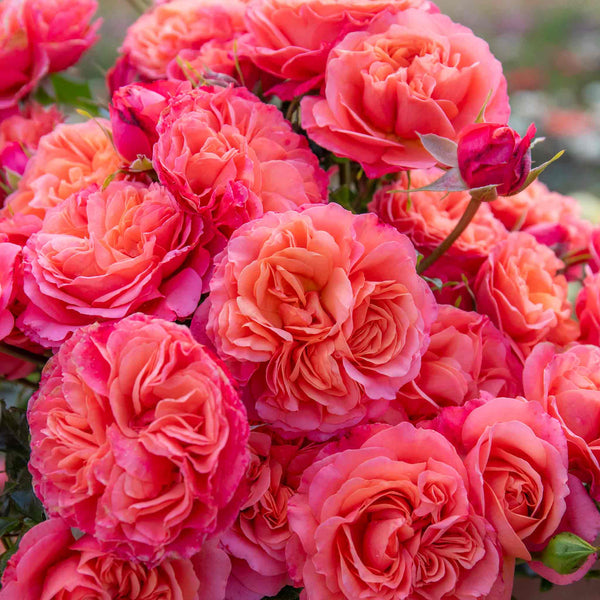 Rose ‘Coral Gardens’ ROTY 2026 (Floribunda)