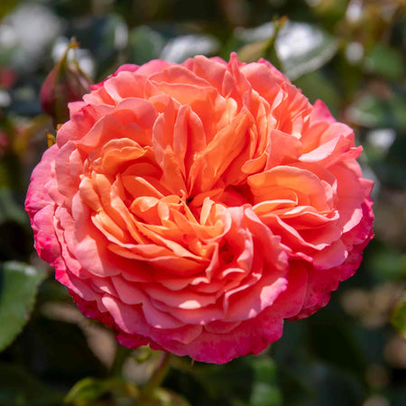 Rose of the Year Collection