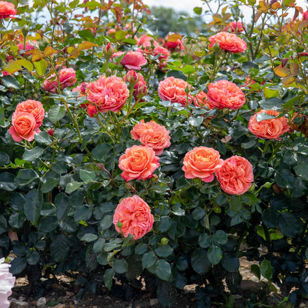 Rose ‘Coral Gardens’ ROTY 2026 (Floribunda)