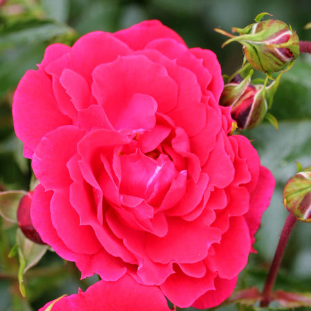 Rose Flower Carpet 'Ruby' (Ground Cover)